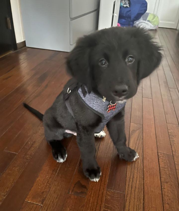 Veterinarians in Lynbrook Lynbrook NY Veterinarians